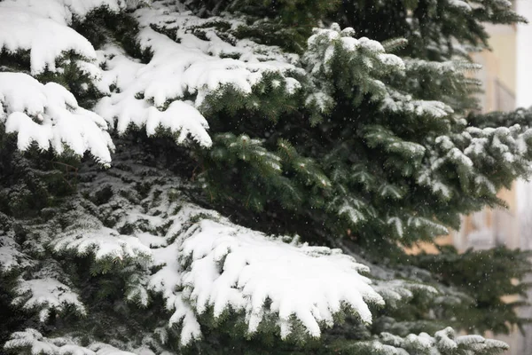 Observation Snow Blizzard Midst Nature Large Close Branches Coniferous Tree — Stock Photo, Image