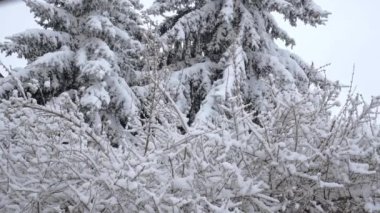 Yerleşkede karla kaplı ağaçlar ve çalılar var. Karlı kış manzarası manzarası. Dışarıda kötü hava koşulları. Kış geldi ve çok kar yağdı..