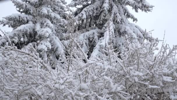 集落の雪に覆われた木々や低木 雪の冬の風景の眺め 外の悪天候 冬なので雪がたくさん降っています — ストック動画