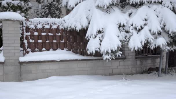 一戸建ての住宅街で雪に覆われた木や低木 冬と雪がたくさん降っている 雪は通り 茂みや木にあります — ストック動画