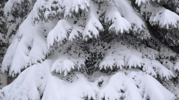 树枝在雪的重压下弯着 一张针叶树的特写 树枝上覆盖着一层雪 冬日下大雪 对冬季的观察 — 图库视频影像