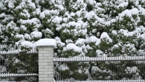 フェンスや低木や木々の上に横たわる雪の層 雪の結晶はかなりの頻度で落下する 雪の降る風の強い日 — ストック動画