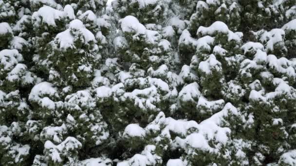 針葉樹のクローズアップビューです 冬の風景の観察 木の枝は雪の層で覆われている 枝は雪の重さで曲がっています 豪雪地帯 — ストック動画