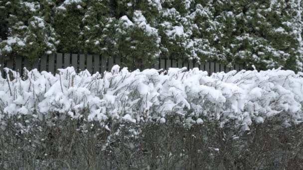 雪は至る所に降っている 激しい吹雪があります 冬の風景の観察 手前に小花の低木が見える 低木は雪の厚い層で覆われていた 背景には — ストック動画