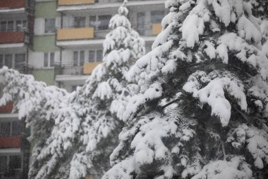 Arka planda beyaz ve yeşilden duvarları olan büyük bir çok ailelik apartman bloğu var. Ön planda, karlı kozalaklı ağaçlar beyaz kar altında bükülüyorlar..