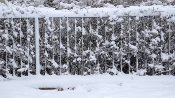 Його Зима Багато Снігу Впала Вид Паркан Чагарники Тротуар Покритий — стокове відео