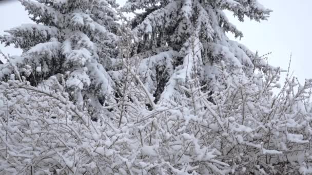 Snötäckta Träd Och Buskar Bosättningen Över Det Snöiga Vinterlandskapet Från — Stockvideo