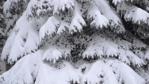 Kış Gününde Yoğun Kar Yağışı Dallar Karın Ağırlığı Altında Bükülüyor — Stok video