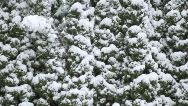 Гілки Дерева Покриті Шаром Снігу Гілки Згинаються Під Вагою Снігу — стокове відео