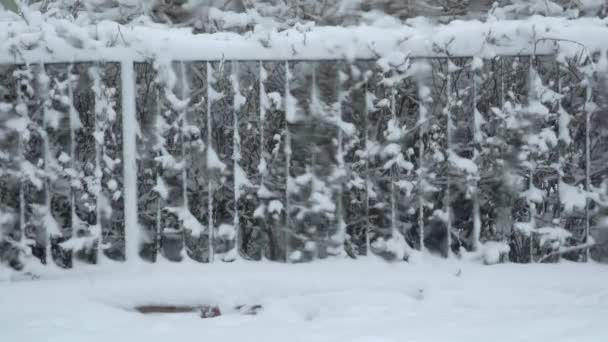 草坪和人行道上覆盖着厚厚的积雪 一景雪白的冬季风景 庄园里覆盖着白雪的树木和灌木 在冬日打开车窗 — 图库视频影像