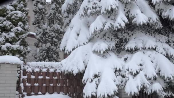 Погані Погодні Умови Зовні Вітряний Зимовий День Сильними Снігопадами Білий — стокове відео