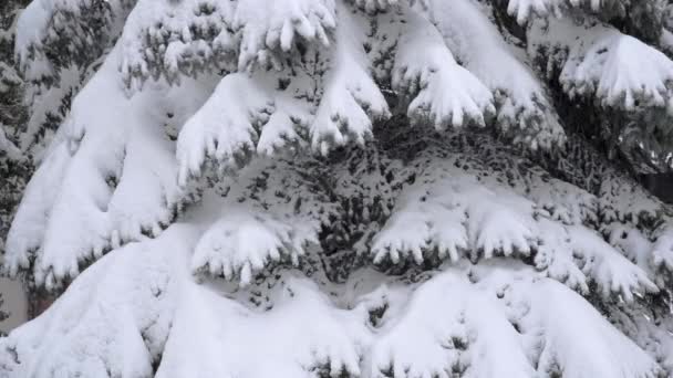 对冬季景观的观察 冬日下大雪 树枝在雪的重压下弯着 一张针叶树的特写 这棵树的枝子上覆盖着一根树枝 — 图库视频影像