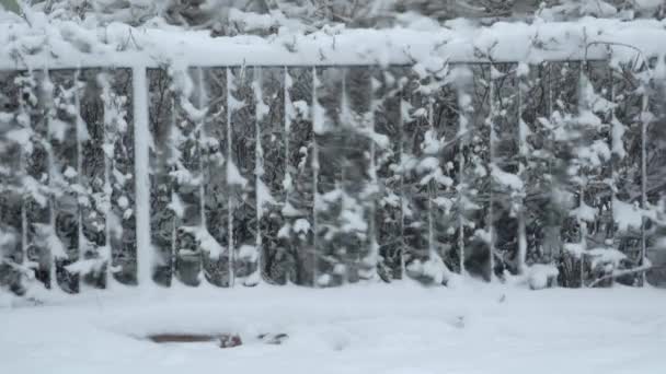 Otevírám Okno Auta Zimní Den Silná Vrstva Sněhu Ležící Trávníku — Stock video