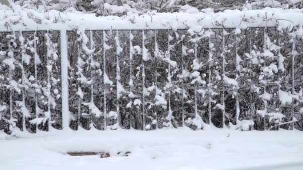 Een Persoon Een Geparkeerde Auto Sluit Het Autoraam Intense Sneeuwval — Stockvideo