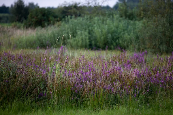 波兰Polesie的一片长满了纱线花的草地 令人叹为观止的绿色植被和花卉景观 — 图库照片
