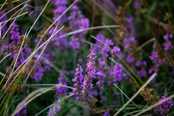 Letní Sezóně Kvete Vlhkých Loukách Léčivá Rostlina Zvaná Yarrow Pohled — Stock fotografie