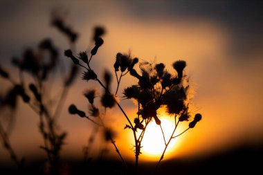 Geniş bir günbatımının arka planında çiçek açan bitkilerin ana hatlarının yakın görüntüsü. Yaz mevsiminin sonunda gün batımı.