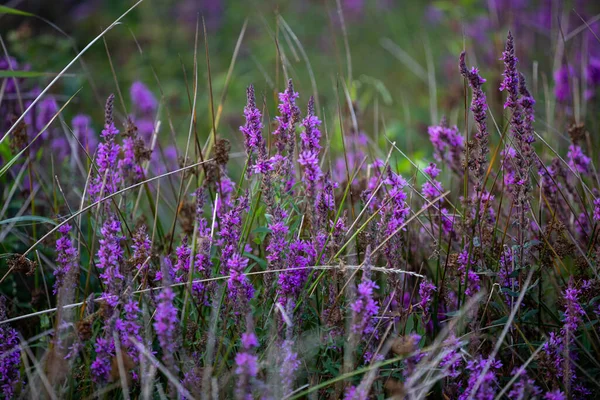 ブルームルートは 漢方薬に使用される植物です 湿った草原に自生する植物の開花期 — ストック写真