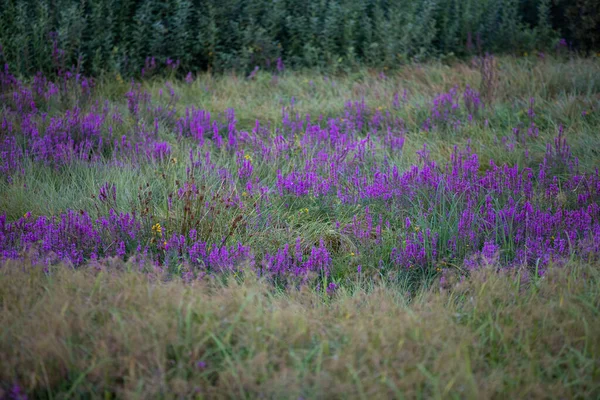 Egy Rét Tele Cickafarkú Virágokkal Lengyelországban Lélegzetelállító Kilátás Zöld Növényzet — Stock Fotó