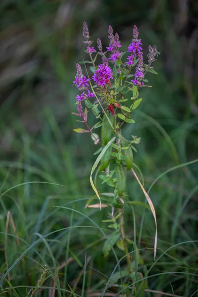 在夏季 一种叫做纱线花的药用植物在潮湿的草地上盛开 对大自然的一切荣耀的看法 — 图库照片