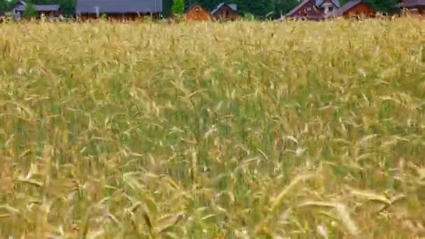 Крупный План Созревания Ржи Раскачивающейся Ветру Сельскохозяйственном Поле Временное Видео — стоковое видео