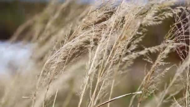 Close Frame You Can See Stems Mature Grasses Trembling Every — Stock Video