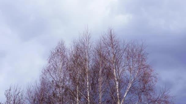 Dalam Cuaca Berawan Angin Menggerakkan Puncak Pohon Birch Tinggi Awal — Stok Video