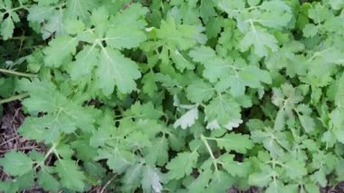 İlkbaharın başlarında, tarlalarda, Bindweed adında bir bitki hızla büyür. Bu bitkisel ilaçlarda kullanılır ve çok değerlidir..