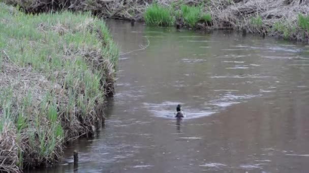 Eine Stockente Schwimmt Den Fluss Entlang Ergreift Nach Einer Weile — Stockvideo