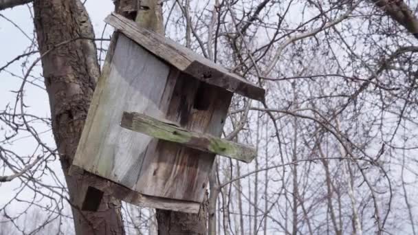Old Birdhouse Hangs Loosely Tree Swaying Slightly Gusts Wind Early — ストック動画