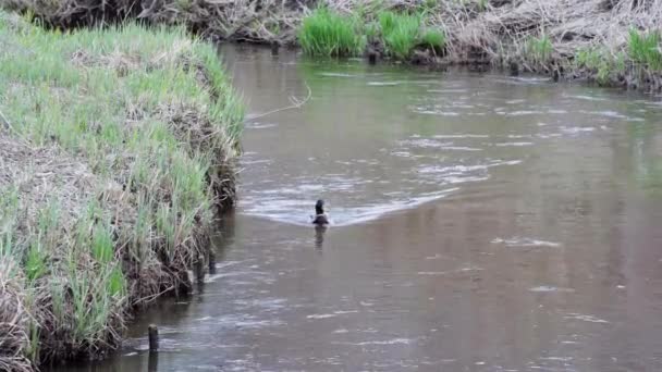 Seekor Burung Air Bernama Bebek Mallard Mengapung Sungai Teratur Saluran — Stok Video