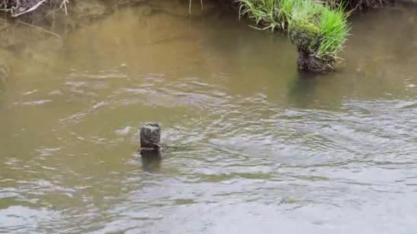 在春季季节 由于地面融化 河流中的水是黑暗和泥泞的 一条名为 白拉达 的小河的整治河道 — 图库视频影像