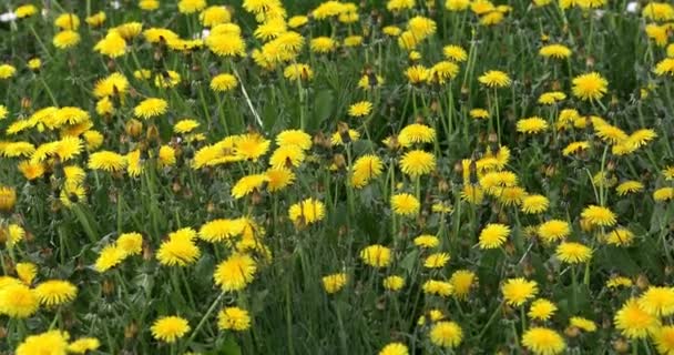 Gele Bloemen Bewegen Zachtjes Van Links Naar Rechts Beweging Van — Stockvideo