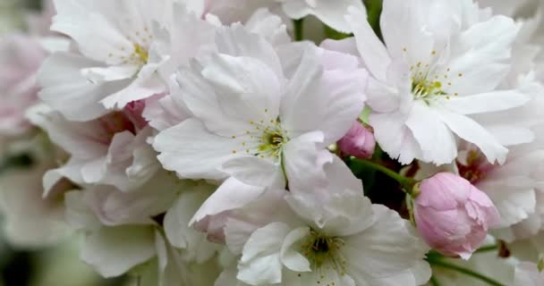 Fleurs Rose Pâle Poussant Sur Une Branche Dans Plan Macro — Video