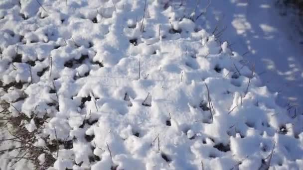 Seto Sin Hojas Invierno Nieva Mucho Nieve Cubría Todas Las — Vídeos de Stock