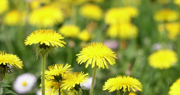 Uma Grande Quantidade Milkweed Soprando Vento Meadowas Flores Amarelas Movem — Vídeo de Stock
