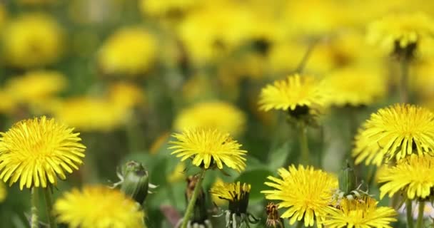 Gula Blommorna Rör Sig Försiktigt Från Sida Till Sida Miljökedjornas — Stockvideo