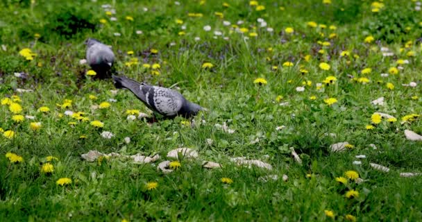 ピジョンは草の上を歩いている 鳥は草原の周りを移動する 鳥は草を食べるために探します ピジョンズは食べ物を求めて地面をチェック — ストック動画