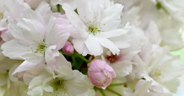 Χλωμά Ροζ Λουλούδια Φυτρώνουν Ένα Κλαδί Μακρό Πλάνο Πολύ Ορατές — Αρχείο Βίντεο