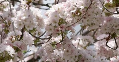 Ağaç dallarının alt görüntüsü. Dallar soluk pembe çiçeklerle kaplıdır. Rüzgar, ağaç dallarını hafifçe hareket ettirir. Çiçeklerin arasında çeşitli böcekler uçar. Bulanık arkaplan.