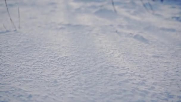 Yerde Yatan Bir Kar Tabakasının Yakın Çekimi Kuru Bitkiler Karın — Stok video