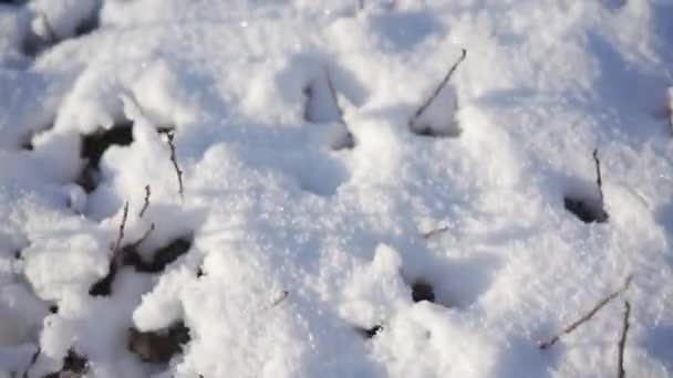 太陽の光が白い雪の上に降る いくつかの場所では 雪が硬い塊に溶け込んでいる 地面に横たわっている雪の層を閉じます 乾燥した植物は雪の下から突き出しています リフレクション — ストック動画