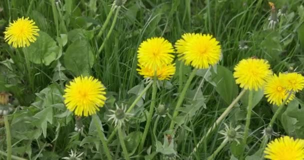 Dmuchawce Rosną Trawniku Zbliżenie Kwiatów Żółte Kwiaty Rosnące Łące Pośród — Wideo stockowe