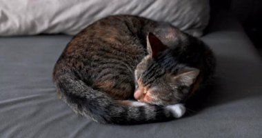 Dachshund kedisi yumuşak gri bir bezin üzerinde topun içinde kıvrılmış yatar ve uyumaya çalışır. Paltosu kahverengi-gri ve siyah çizgili kedi..