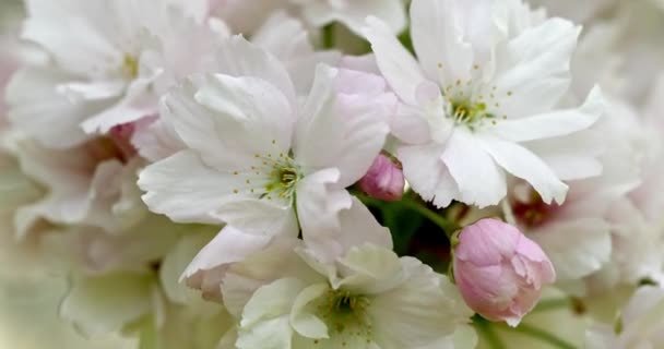 Χλωμά Ροζ Λουλούδια Φυτρώνουν Ένα Κλαδί Μακρό Πλάνο Πολύ Ορατές — Αρχείο Βίντεο
