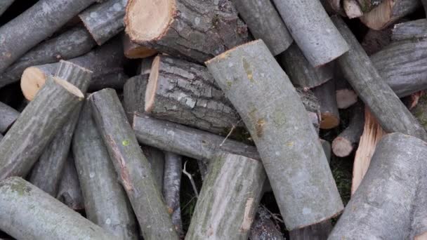 Kesilmiş Odun Parçalarının Küçük Gövdelere Yakın Çekim Görüntüsü Arada Bir — Stok video