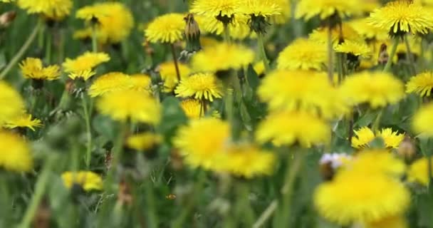 Las Flores Amarillas Mueven Suavemente Lado Lado Movimiento Los Milpiés — Vídeos de Stock