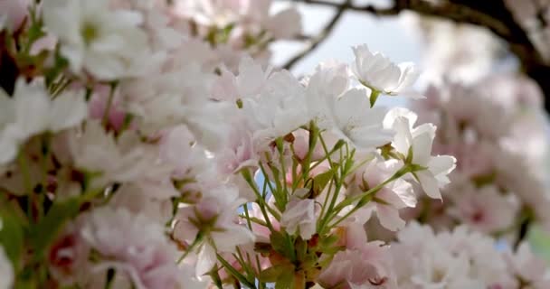 Close Pale Pink Flowers Growing Tree Branches Move Slightly Wind — Stock Video