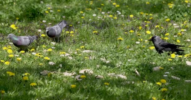 Tři Ptáci Obcházejí Louku Hledají Potravu Mezi Rostlinami Dva Holubi — Stock video
