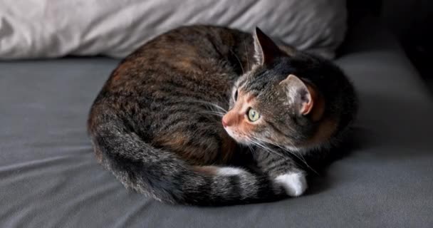 这只猫突然醒来 朝旁边看去 然后把头低下头去睡觉 闭上了眼睛 那只毛色为棕灰色和黑色条纹的猫 — 图库视频影像